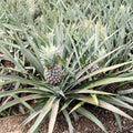 White Jade Pineapple Live Starter Plant – Ananas comosus