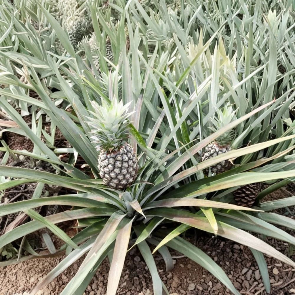 White Jade Pineapple Live Starter Plant – Ananas comosus