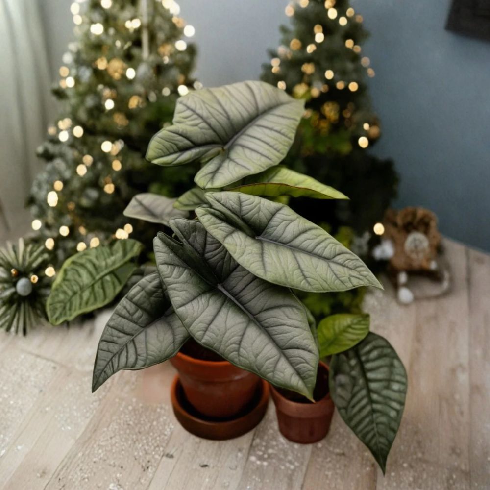 Alocasia Platinum Live Plant (2) – 4–6" Tropical Foliage Starter, Indoor Plant