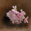 Prunus subhirtella ‘Autumnalis’ - 2 Autumnalis Flowering Cherry Trees (6–12