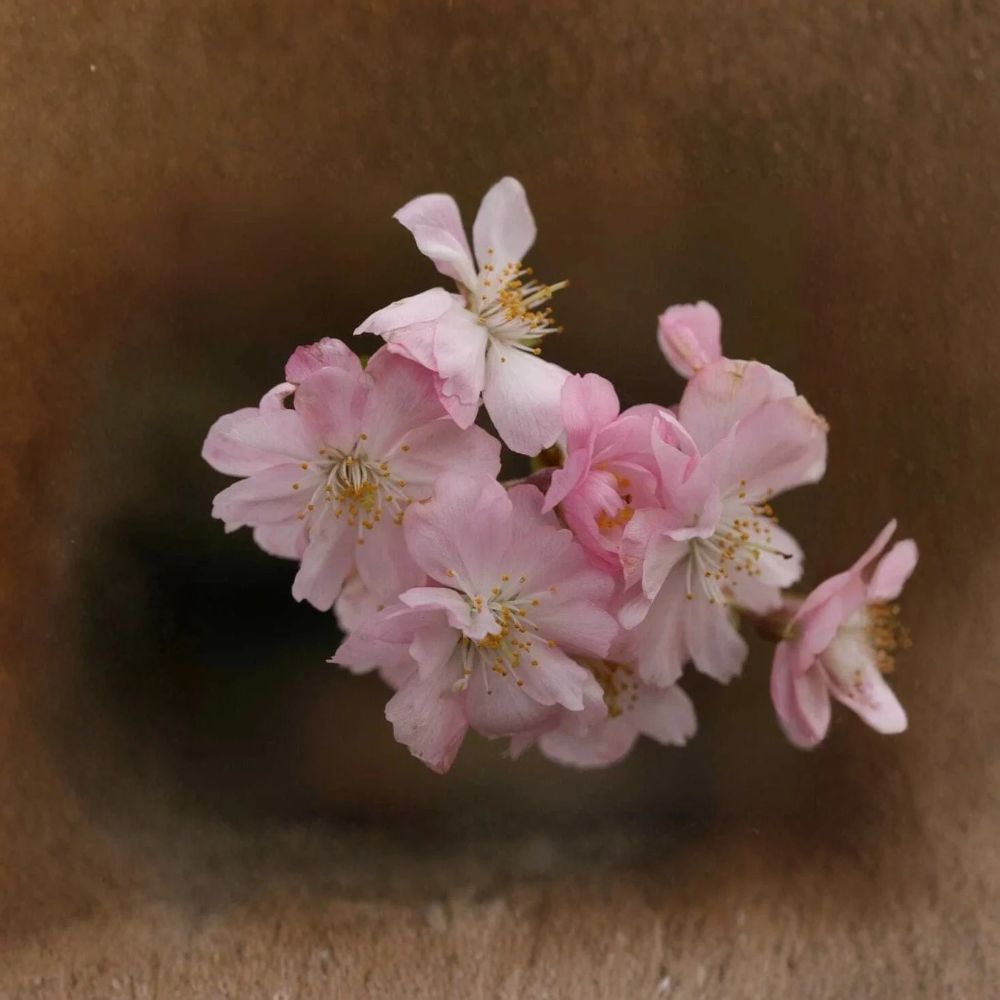 Prunus subhirtella ‘Autumnalis’ - 2 Autumnalis Flowering Cherry Trees (6–12