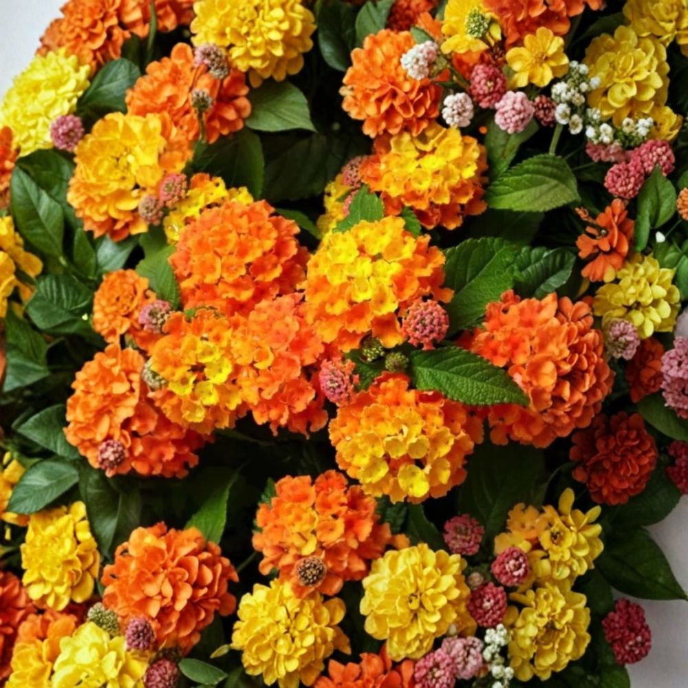 Orange Lantana Live Plant (Lantana camara) - 3–5" Starter with Bright Orange Blooms