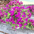 Bougainvillea Variegated Purple Live Plants (2) – 4–8" Tropical Flowering Vine