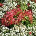 Pieris japonica Mountain Fire - Live Evergreen Shrub, 15-20 Inches, Red New Growth, White Flowers