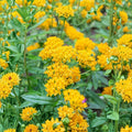 Asclepias perennis Yellow Milkweed Starter Plants – 3–6" Live | 2 Plants