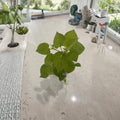 5 Live Fish Mint Plants (Houttuynia cordata) - Rooted Vietnamese Coriander, Rau Ram