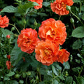 Westerland Climbing Rose Plant (Orange Apricot) – Rosa Westerland, 4-6" Live Starter
