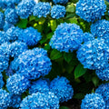 Nikko Blue Hydrangea Plant (Hydrangea macrophylla ‘Nikko Blue’) – 6-10" Live Potted Shrub