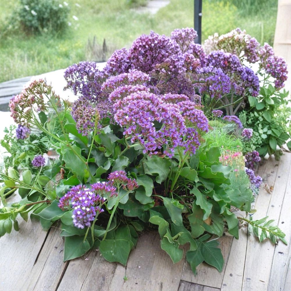 Limonium Blue Sea Lavender Plant - 4" Pot, Purple Flowers, Drought-Tolerant Perennial