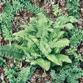 Christmas Fern Polystichum acrostichoides – 7–9" Live Evergreen Ferns (7 Pack) Ready to Plant