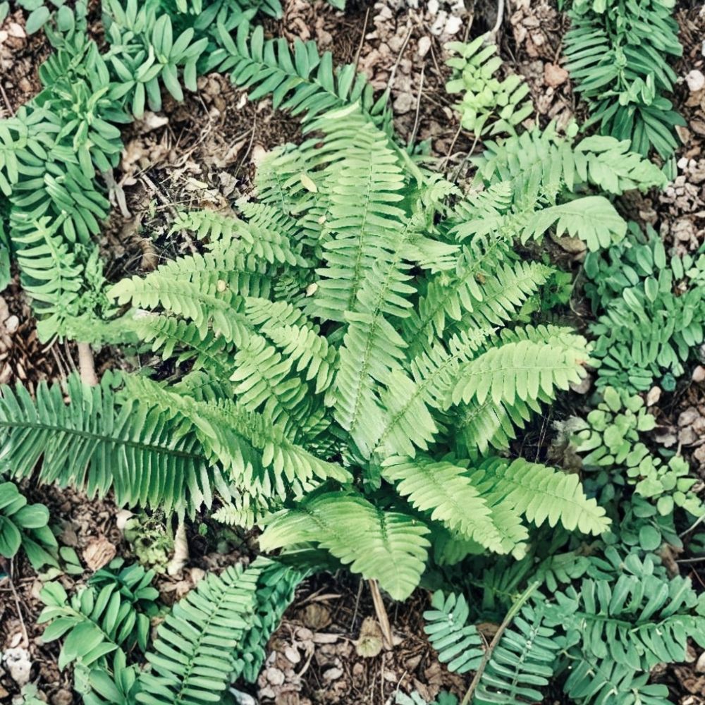 Christmas Fern Polystichum acrostichoides – 7–9" Live Evergreen Ferns (7 Pack) Ready to Plant