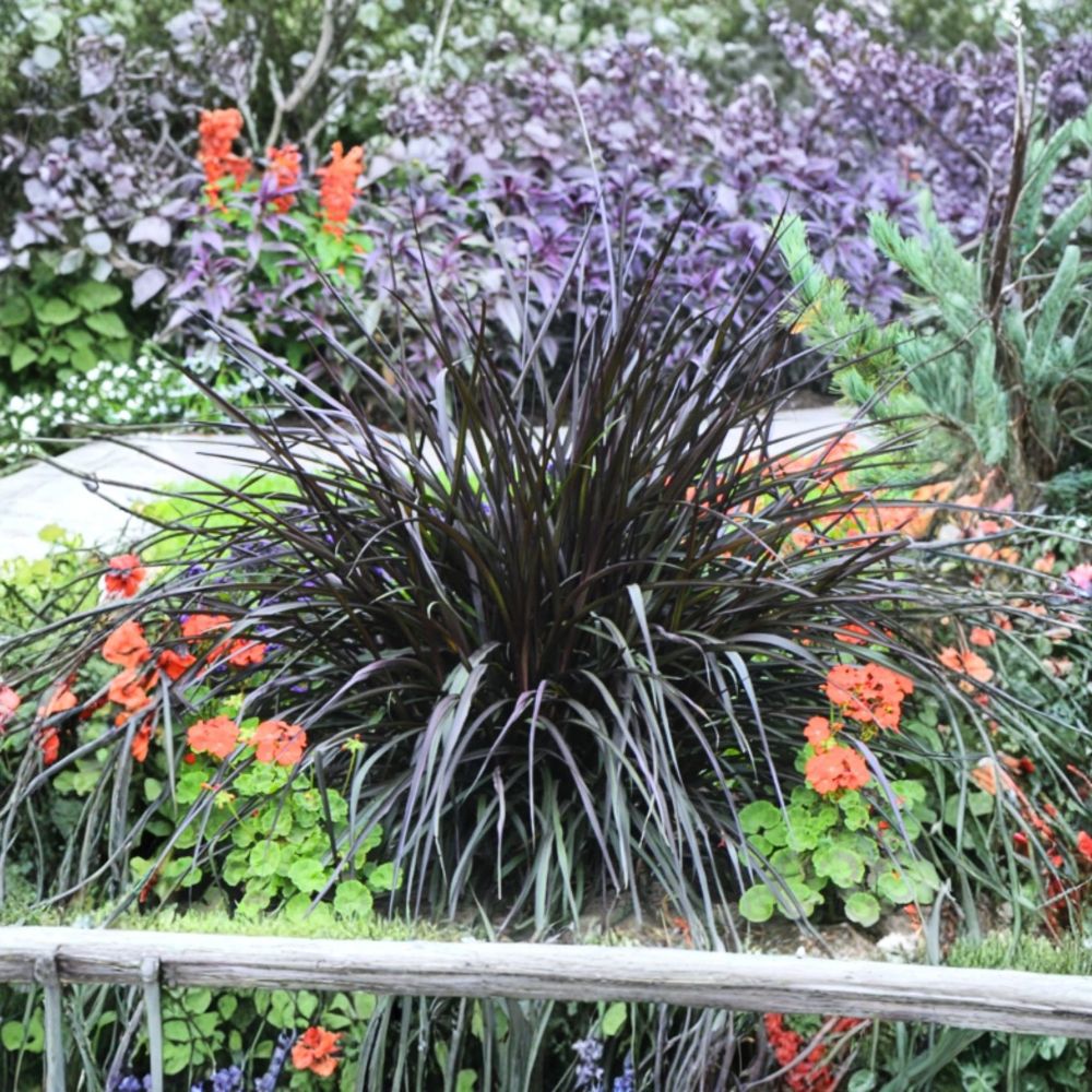 Black Fountain Grass Plant - Pennisetum setaceum Rubrum | 5–9" Live Ornamental Grass
