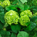 Lime Green Hydrangea Plants - 4" Potted Hydrangea Bushes (2-Pack) Zones 6-9