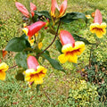 Tangerine Beauty Crossvine (Bignonia capreolata) Bare Root Vine - Yellow Orange Red Flowers, Hummingbird Plant, Zones 6-9