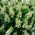 Tardiva Panicle Hydrangea Plant (Hydrangea paniculata 'Tardiva') - 1 Gallon Live Shrub, White to Pink Flowers, Late-Blooming, Zones 3-8