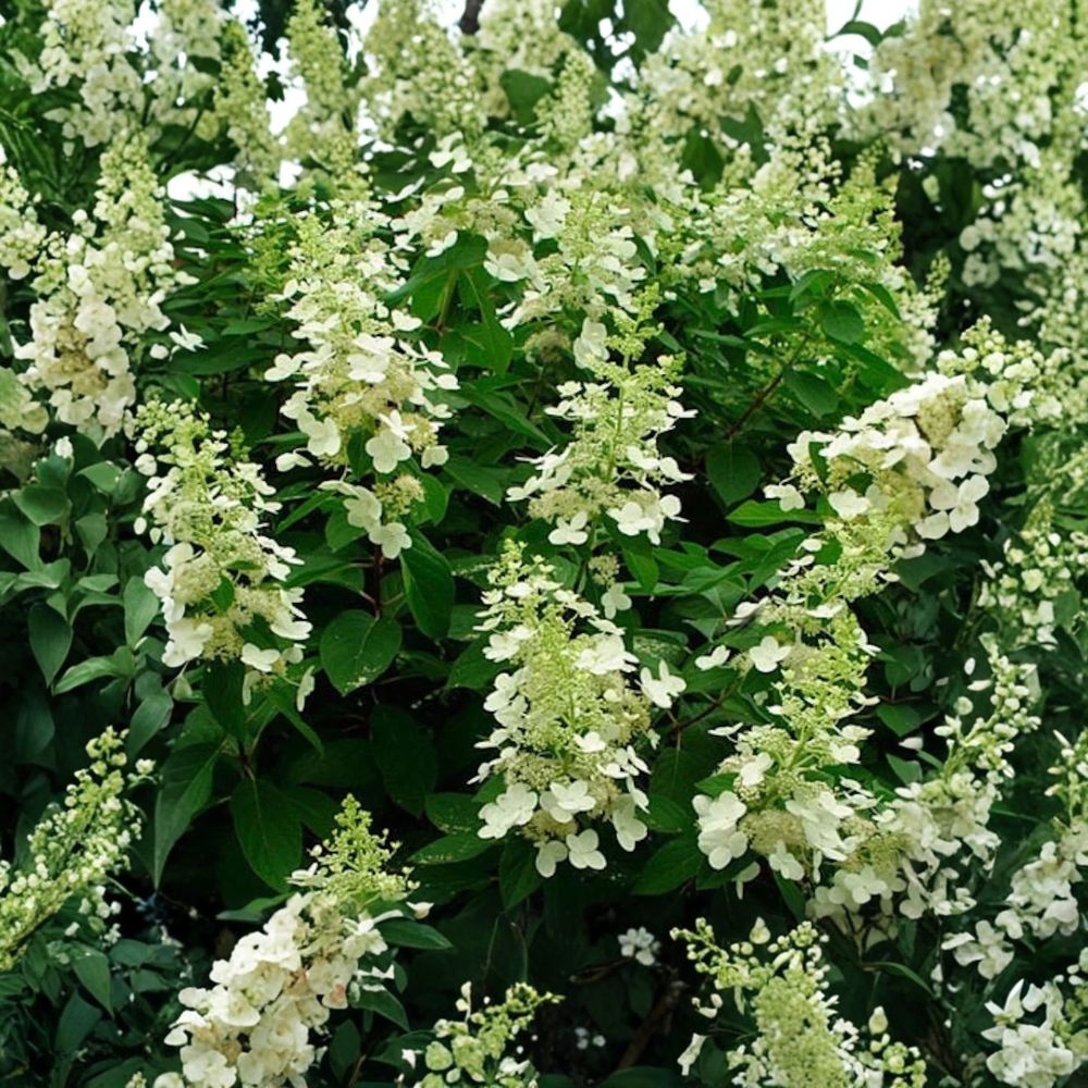 Tardiva Panicle Hydrangea Plant (Hydrangea paniculata 'Tardiva') - 1 Gallon Live Shrub, White to Pink Flowers, Late-Blooming, Zones 3-8