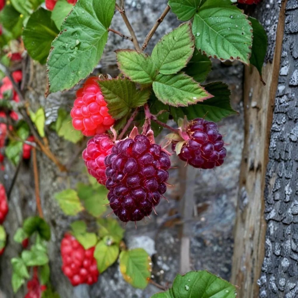 Glencoe Raspberry Plant – Rubus glencoe Purple Thornless Raspberry | 4" Live Starter