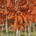 Metasequoia glyptostroboides Dawn Redwood – Live Plant, Quart Pot