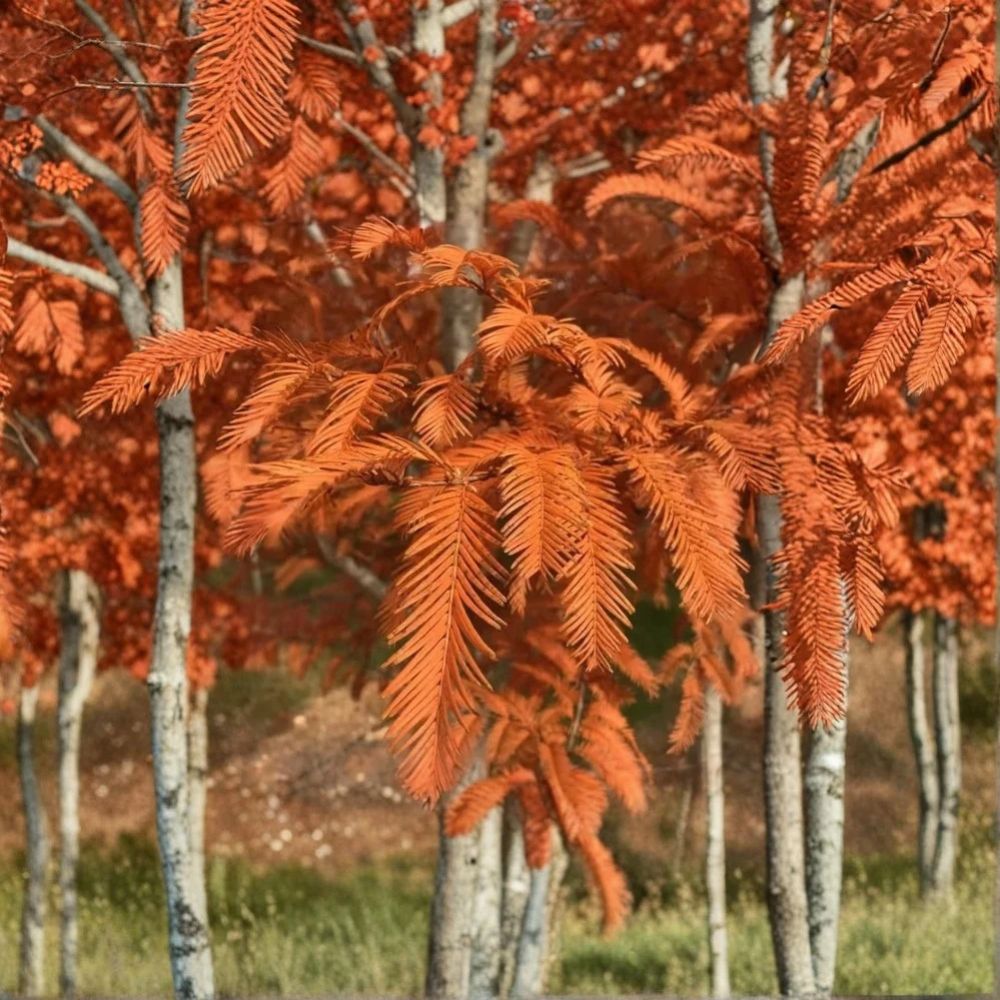 Metasequoia glyptostroboides Dawn Redwood – Live Plant, Quart Pot