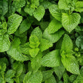 Peppermint Plants (Mentha × piperita) - Bare Root, 3-Pack, 2–5" Plants