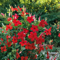 2 Red Mandevilla Plants - Mandevilla Live Plants, 4–6" Tall, No Pot, Tropical Flowering Vine, Full Sun, Zones 8–11