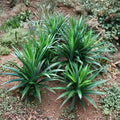 Pandan Plant (Pandanus amaryllifolius) – Live Fragrant Tropical Herb, 5–8" Tall