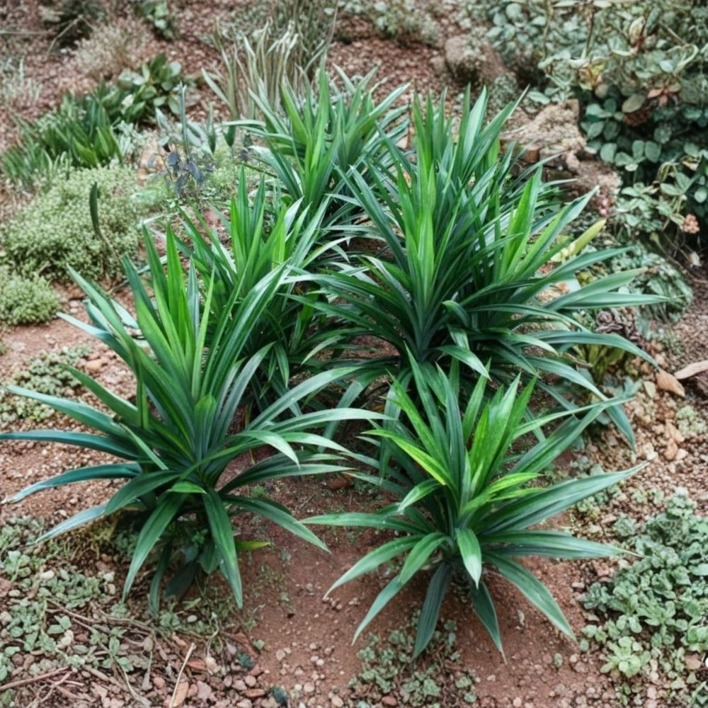 Pandan Plant (Pandanus amaryllifolius) – Live Fragrant Tropical Herb, 5–8" Tall