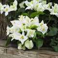 Bougainvillea - White Live Flowering Vine (2 Plants) | Well-Rooted Starters 5–9"