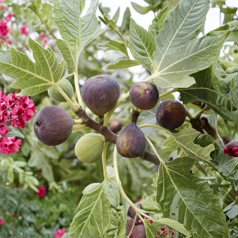 Fig Tree Cuttings - Brown Turkey, Celeste or Black Mission (Unrooted) 6–8"