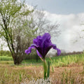 Miniature Dwarf Bearded Iris (German Iris) - 1 Live Bulb/Rhizome, Purple Flowers