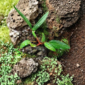 Philodendron 'Super Mini Red' Pincushion — Dwarf Red, Humidity-Loving, Rooted Starter