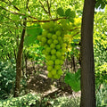 Thompson Seedless Grape Vines (Vitis vinifera) - 1-2 Year Old Dormant Plants, Established Roots, Zones 5-9