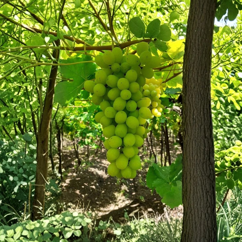 Thompson Seedless Grape Vines (Vitis vinifera) - 1-2 Year Old Dormant Plants, Established Roots, Zones 5-9