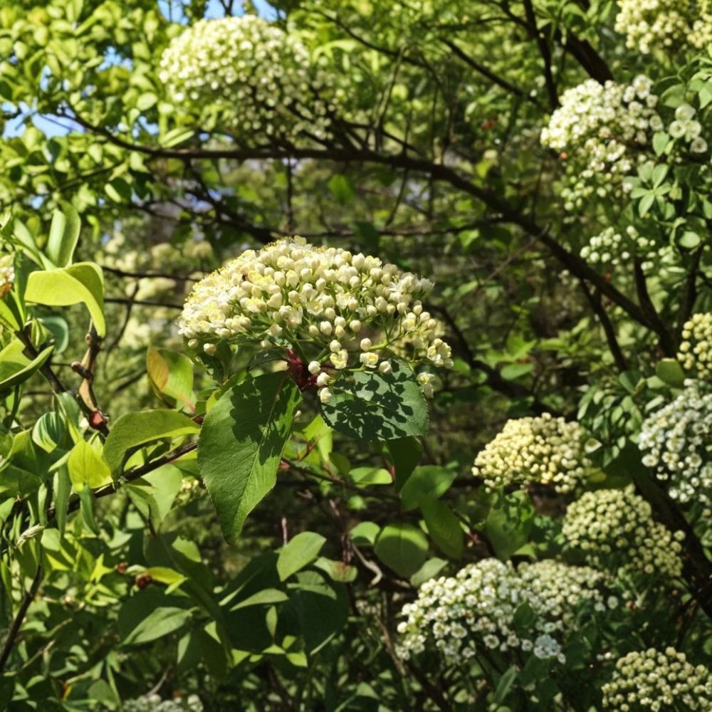 Black Haw Viburnum Live Plant | 6 Inch Tall | 4 Inch Pot | Native Deciduous Shrub | White Spring Flowers | Bird & Pollinator Plant | Zones 3–9