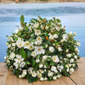 Southern Magnolia Live Plant | 10–18 Inch Starter Tree | Magnolia grandiflora | Fragrant White Flowers | Evergreen Magnolia | 4 Inch Pot Size | Ships Without Pot