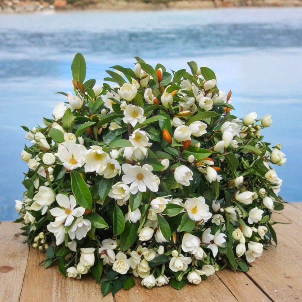 Southern Magnolia Live Plant | 10–18 Inch Starter Tree | Magnolia grandiflora | Fragrant White Flowers | Evergreen Magnolia | 4 Inch Pot Size | Ships Without Pot