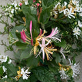 Purple Honeysuckle Live Plant | 1 Gallon Pot | Purple Blooming Hummingbird Vine | Flowering Climbing Vine | Pollinator Garden Plant | Trellis & Arbor Vine