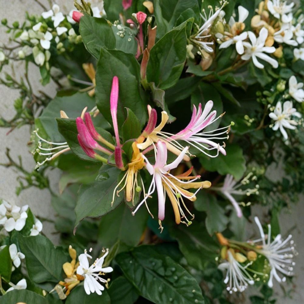 Purple Honeysuckle Live Plant | 1 Gallon Pot | Purple Blooming Hummingbird Vine | Flowering Climbing Vine | Pollinator Garden Plant | Trellis & Arbor Vine