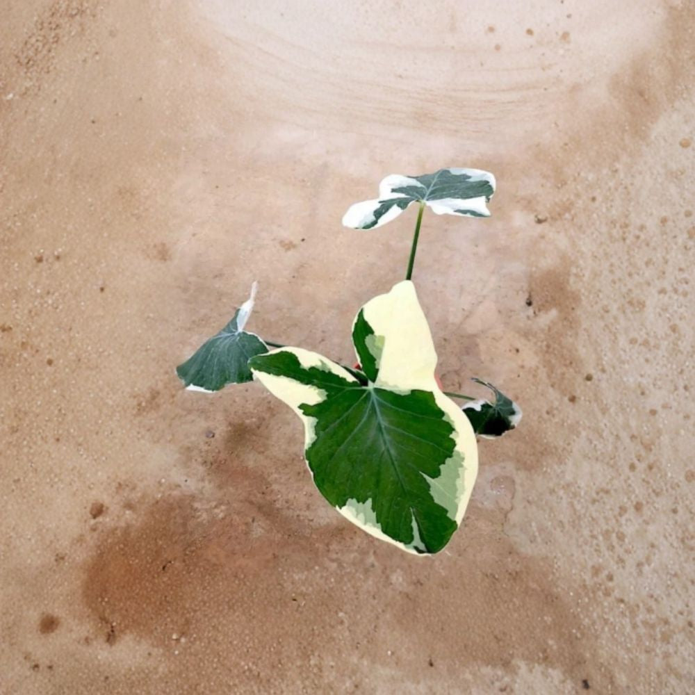 Variegated Colocasia Xanthosoma Live Plant | 4 Inch Starter Plant | Green & White Tropical Elephant Ear | Heart-Shaped Foliage | Ships Without Pot