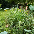 2 Lemongrass Live Plants | 8–12 Inch Rooted Plants | Cymbopogon citratus | Culinary Herb | Aromatic Grass | Ships Without Pots | Zones 9–11