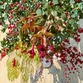 2 Autumnale Fuchsia Live Plants | 5 Inch Potted Plants | Flowering Ornamental Fuchsia | Graceful Pendulous Blooms | Patio & Shade Garden Plants | Set of 2