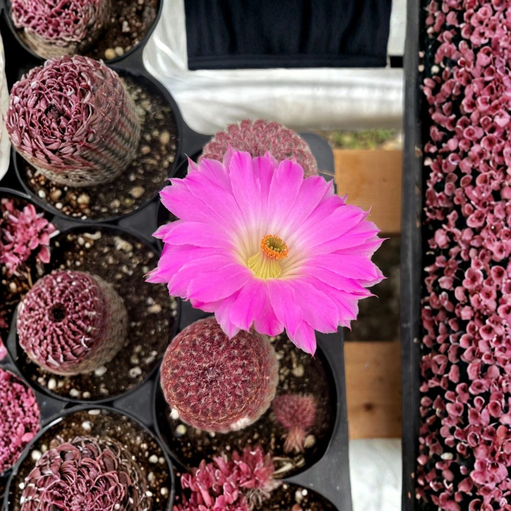 Arizona Rainbow Cactus – Live Rooted Cactus Plant | 4-Inch Potted Pink Starter | Colorful Cactus | Indoor & Outdoor Friendly