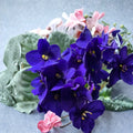 Blue African Violet Live Plant | 4 Inch Pot | Saintpaulia ionantha | Blue Flowering Houseplant | Indoor Plant | Easy Care Gift