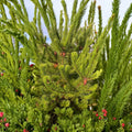 Lodgepole Pine Live Plant | Pinus contorta | 3–6 Inch Evergreen Tree | 3 Inch Pot | Cold Hardy Conifer | Landscaping & Reforestation Plant | Zones 4–8