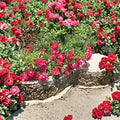 Red Drift Groundcover Rose Live Plant | Rosa ‘Meigalpio’ | 1 Quart | Bright Red Repeat Blooms | Hardy Landscape Rose | Zones 4–11
