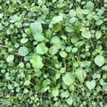 10 Watercress Live Plants | Rooted Bare Root Vegetable Plants | Ready to Plant | Fresh Herb Garden Starter | Edible Garden | Nasturtium officinale
