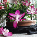 3 Cactus Live Plants Set | Christmas, Easter & Thanksgiving Cactus | Red Pink White Flowering Houseplants | Rooted Starter Plants | Indoor Garden