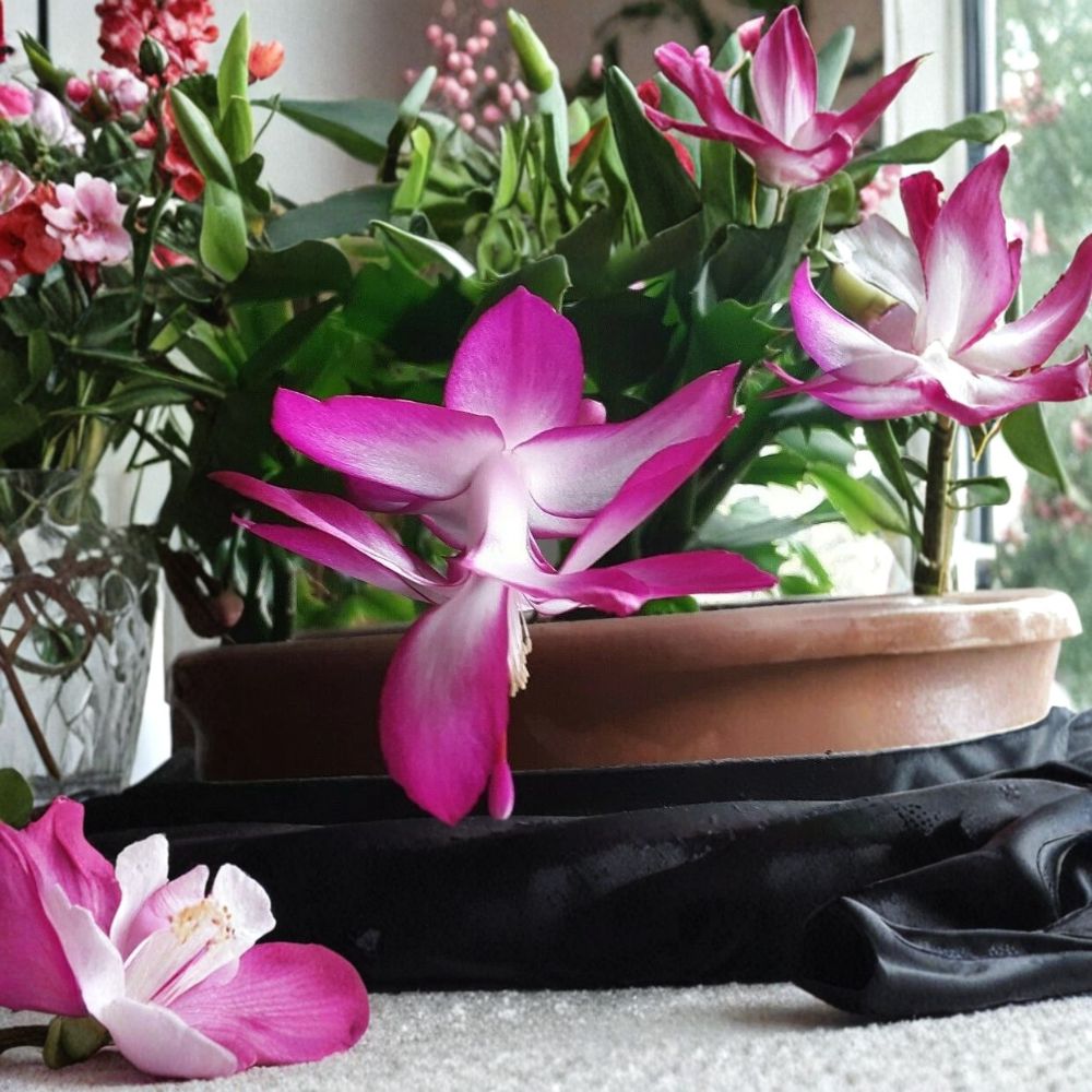 3 Cactus Live Plants Set | Christmas, Easter & Thanksgiving Cactus | Red Pink White Flowering Houseplants | Rooted Starter Plants | Indoor Garden