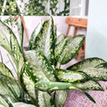 Dieffenbachia Panther Live Plant | Dumb Cane | 4 Inch Pot | Variegated Tropical Houseplant | Indoor Foliage Plant | Easy Care