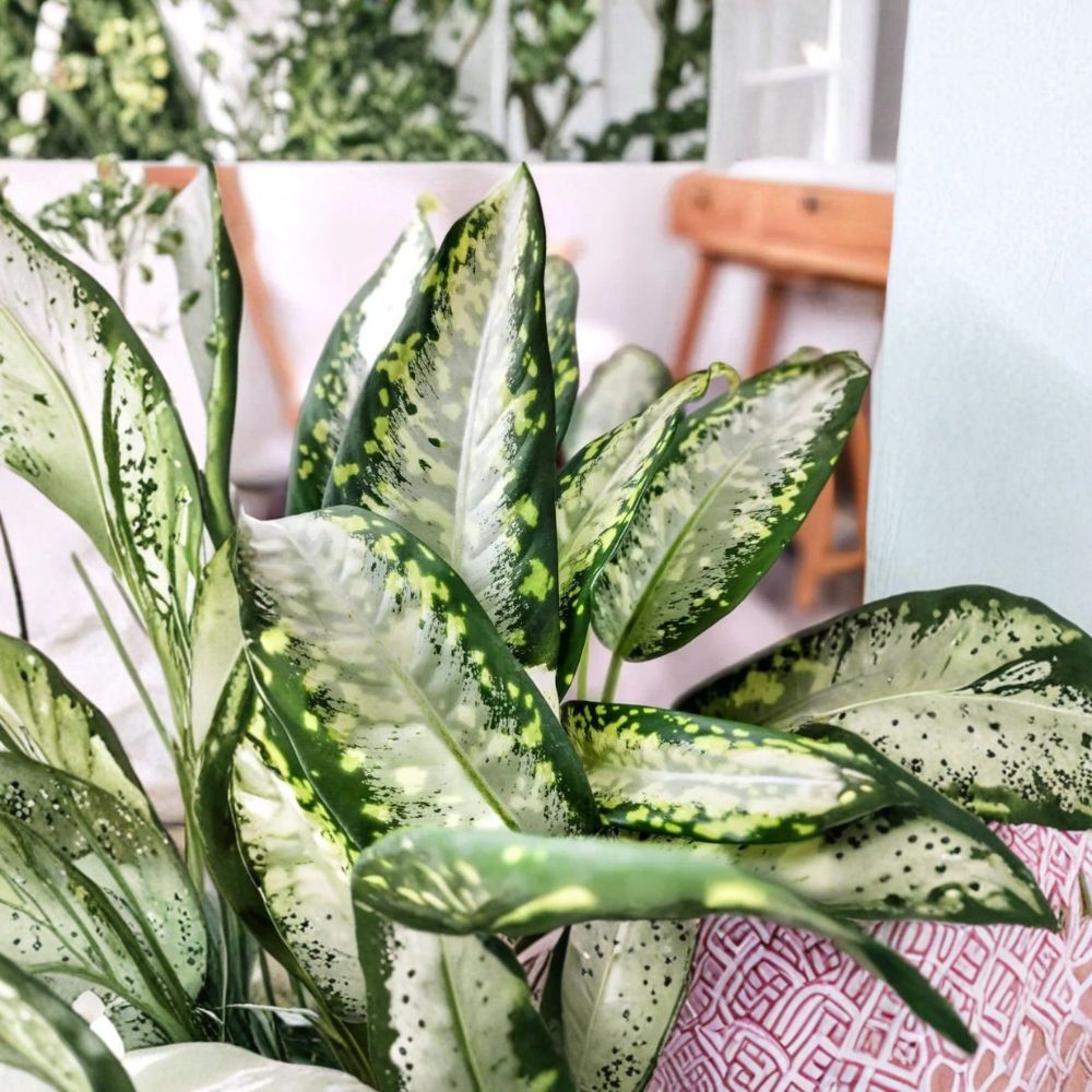 Dieffenbachia Panther Live Plant | Dumb Cane | 4 Inch Pot | Variegated Tropical Houseplant | Indoor Foliage Plant | Easy Care